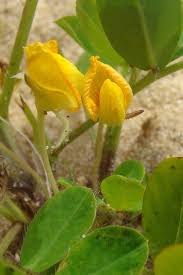 Image result for Arachis hypogaea