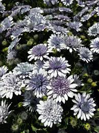 Image result for foto Osteospermum