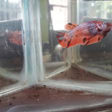 Ikan cupang hmpk cooper nemo. Cupang Jowo Nemo Cooper Female 4bulan S Full Egg Siap Facebook