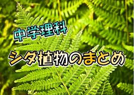シダ植物とは 中学生向けに解説