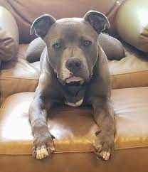 American Staffordshire Terrier Dog Breed Information And Pictures