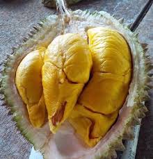 Cara membaja pokok durian bawah 2 tahun ke atas. Baja Khas Pokok Durian 25kg Lengkap 13 Nutrien Di Perlukan Pokok Durian Shopee Malaysia