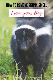 Maybe you would like to learn more about one of these? Smell Ya Later What To Do If Your Dog Gets Sprayed By A Skunk The Dog Guide San Antonio