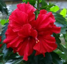 Hibiscus hibiscus plant flowers unusual flowers love flowers hibiscus flowers plants the hibiscus comprises plants also commonly called hibiscus and less widely known as rosemallow or hibiscus planting flowers hibiscus plant flowers flower pictures tropical flowers hibiscus. Pin On Flowers