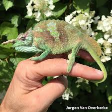 Image result for Mezoneuron angolense