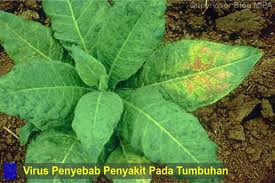 Menurut para ahli biologi virus. 10 Virus Penyebab Penyakit Pada Tumbuhan Beserta Gejala Yang Ditimbulkan Cara Penularan Dan Pecegahannya Biologijk