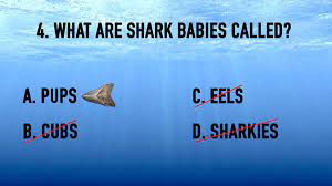 Do you know the secrets of sewing? Shark Week Trivia Games Download Youth Ministry