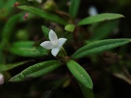 Image result for Oldenlandia angolensis