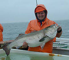 Striped Bass Wikipedia