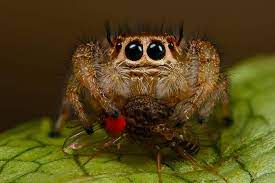 Barely got it recorded because the cricket went straight at the spider as soon as i dropped it in. What Do Jumping Spiders Eat The Definitive Diet Guide