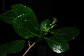 Image result for Catunaregam obovata