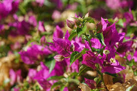 Pin On Flowers For The Garden