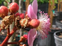 Image result for Bixa orellana