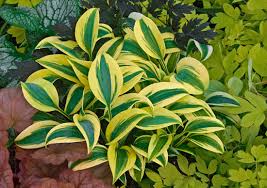 Maybe you would like to learn more about one of these? Full Shade Plants Best Perennials For Deep Shade Proven Winners