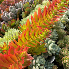 Image result for Crassula capitella