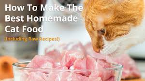 best homemade cat food recipes raw or