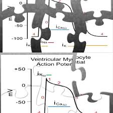 Check spelling or type a new query. Representative Figure For One Physiology Jigsaw Puzzle Visual Clues Download Scientific Diagram