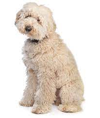 In general, larger dogs tend to live shorter lives than smaller dogs. Australian Labradoodle Dog Breed Health Temperament Grooming Feeding And Puppies Petguide