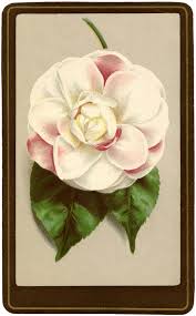Camellia Flower Image Flower Printable Flower Images Camellia Flower