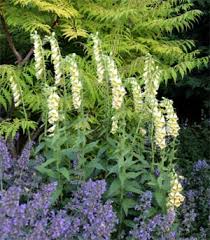 Check spelling or type a new query. Yellow Foxglove Digitalis Grandiflora Wisconsin Horticulture