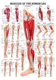 Muscles Of The Leg Laminated Anatomy Chart Muscle Anatomy Leg Muscles Anatomy Leg Anatomy