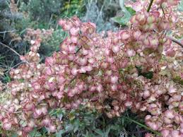 Image result for Rumex sagittatus
