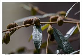 Image result for Rhynchosia ferruginea