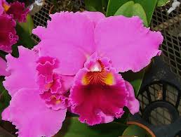 Image result for Richardsiella