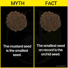 Science & Astronomy! | Many seeds are smaller than the mustard seed  including duckweed, watermeal, and poppy seeds. The smallest seed on record  is the orchid... | Instagram