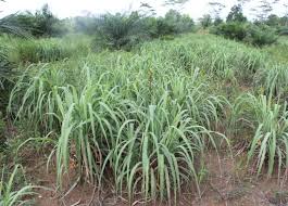 Analisa proses penyulingan minyak atsiri daun serai wangi (citronella). Potensi Limbah Serai Wangi Sebagai Pakan Ternak Di Kepulauan Bangka Belitung
