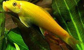 6 cara memilih indukan ikan koi berkualitas. 8 Ikan Pembersih Kaca Lumut Dan Kotoran Akuarium Terbaik