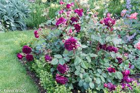 Rose Munstead Wood David Austin Roses Beautiful Roses Rose