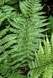 Image result for Dryopteris