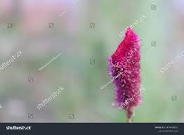 Image result for Celosia trigyna