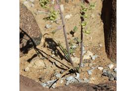 Image result for Dipcadi brevifolium