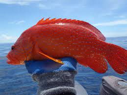 Ikan kerapu merupakan salah satu jenis ikan laut yang sangat sering dijumpai di perairan laut ikan kerapu merupakan salah satu ikan predator karena memiliki gigi yang tajam dengan jumlah yang. Harga Ikan Kerapu Merah Malaysia