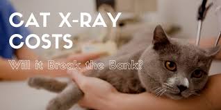 These images provide more detailed information than normal. Cat X Ray Cost Will It Break The Bank Cats Are On Top