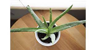 Aloe vera gel kann viele hautpflegeprodukte ersetzen. Aloe Vera Umtopfen Das Sollten Sie Beachten Focus De