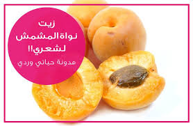 زيت نواة المشمش للشعر المنخفض المسامية من تجربتي Apricot Kernels Apricot Kernel Oil Apricot