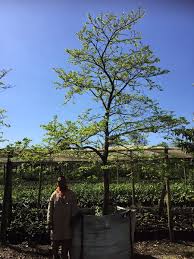 Image result for Antidesma venosum