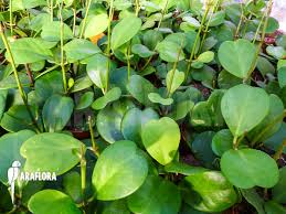 Sparing water, only when soil is dry. Araflora Exotic Flora More Hoya Kerrii
