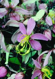 Image result for Cassia agnes