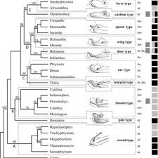 Image result for Marantochloa leucantha