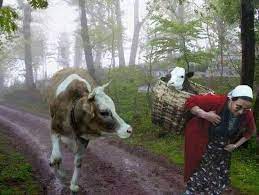 kadraj on twitter animals animal lover animal human