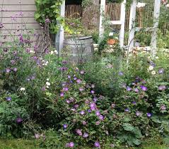 14 Lieblinge Die Einen Cottage Garten Zaubern Ohne Arbeit Garten Cottage Garten Grosser Garten