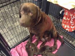 Silver labs were first created by a breeder in the. Chocolate Labrador Pups For Sale Northwich Cheshire Pets4homes Labrador Puppies For Sale Chocolate Labrador Pup