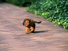 We are located in deland, florida. 45 Long Hair Miniature Dachshund Puppies L2sanpiero