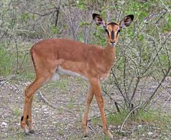 Impala data types, types of data types in impala, bigint, boolean, char, decimal, double, float, int, smallint, string, timestamp each impala data types serves a specific purpose. Schwarznasenimpala Wikipedia