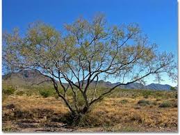 Acacia tree free vector we have about (5,698 files) free vector in ai, eps, cdr, svg vector illustration graphic art design format. Whitethorn Acacia Desertusa