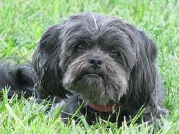 Affenpinscher Apartman Yasamina Uygun Bir Kopektir Disarida Oynamaktan Hoslanan Affenpinscher Ev Disinda Y Affenpinscher Puppy Affenpinscher Dog Affenpinscher
